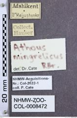 Etikette zu Athous mingrelicus (NHMW-ZOO-COL-0008472)